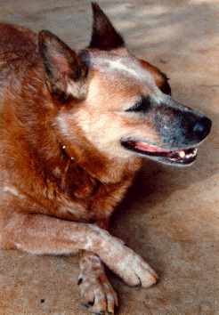 picture of an adorable cattle doggee